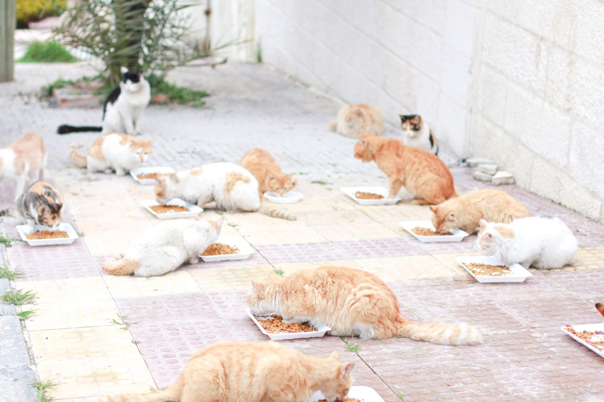 Volunteer initiative tackles Amman’s stray cat population | Jordan Times 